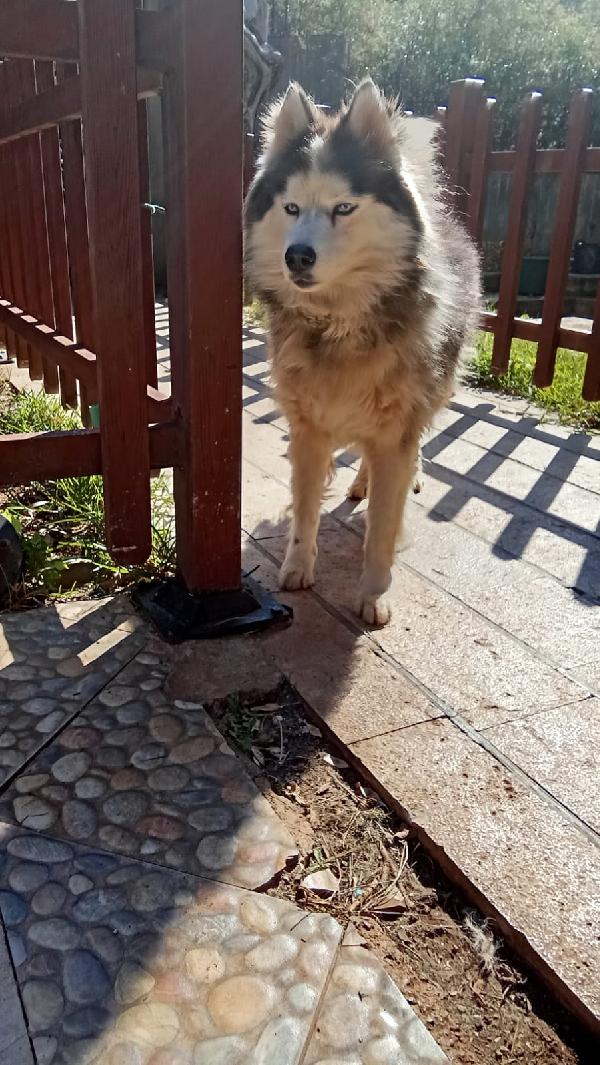 Splendida Malamute VICKY Foto 8